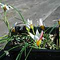 Romulea sladenii, Mary Sue Ittner Romulea sladenii, Mary Sue Ittner