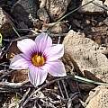 Romulea vlokii, Vandepitte Bart, iNaturalist, CC BY-NC