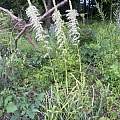 Stenanthium gramineum, abelkinser, iNaturalist, CC BY-NC Stenanthium gramineum, abelkinser, iNaturalist, CC BY-NC
