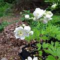 Thalictrum tuberosum, Robin Hansen