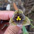 Tigridia vanhouttei ssp. roldanii, Juan Carlos López Domínguez, iNaturalist, CC BY-NC