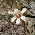 Tritonia cooperi, Cameron McMaster Tritonia cooperi, Cameron McMaster