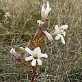 Tritonia cooperi, Cameron McMaster Tritonia cooperi, Cameron McMaster