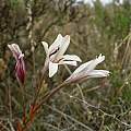Tritonia cooperi, Cameron McMaster Tritonia cooperi, Cameron McMaster