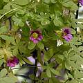 Tropaeolum austropurpureum, syn. Tropaeolum hookerianum spp. austropurpureum, Mary Sue Ittner Tropaeolum austropurpureum, syn. Tropaeolum hookerianum spp. austropurpureum, Mary Sue Ittner