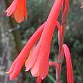 Watsonia aletroides, Mary Sue Ittner Watsonia aletroides, Mary Sue Ittner