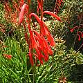 Watsonia aletroides, Mary Sue Ittner Watsonia aletroides, Mary Sue Ittner