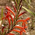 Watsonia angusta, Cameron McMaster [Shift+click to enlarge, Click to go to wiki entry]