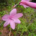 Watsonia borbonica ssp. borbonica, Mary Sue Ittner Watsonia borbonica ssp. borbonica, Mary Sue Ittner