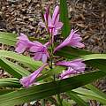 Watsonia borbonica ssp. borbonica, Mary Sue Ittner Watsonia borbonica ssp. borbonica, Mary Sue Ittner