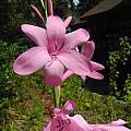 Watsonia borbonica ssp. borbonica, Mary Sue Ittner Watsonia borbonica ssp. borbonica, Mary Sue Ittner