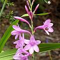 Watsonia borbonica ssp. borbonica, Mary Sue Ittner Watsonia borbonica ssp. borbonica, Mary Sue Ittner