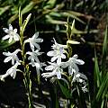 Watsonia borbonica, Mary Sue Ittner Watsonia borbonica, Mary Sue Ittner