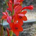 Watsonia coccinea, Mary Sue Ittner Watsonia coccinea, Mary Sue Ittner