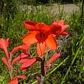 Watsonia coccinea, Mary Sue Ittner Watsonia coccinea, Mary Sue Ittner