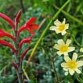 Watsonia coccinea, Mary Sue Ittner Watsonia coccinea, Mary Sue Ittner