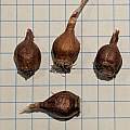 Zephyra elegans bulbs, Laura Grant