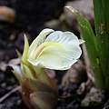 Zingiber_mioga 'White Feather' flower, Martin Bohnet Zingiber_mioga 'White Feather' flower, Martin Bohnet
