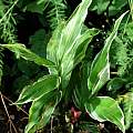 Zingiber_mioga 'White Feather' foliage, Martin Bohnet Zingiber_mioga 'White Feather' foliage, Martin Bohnet